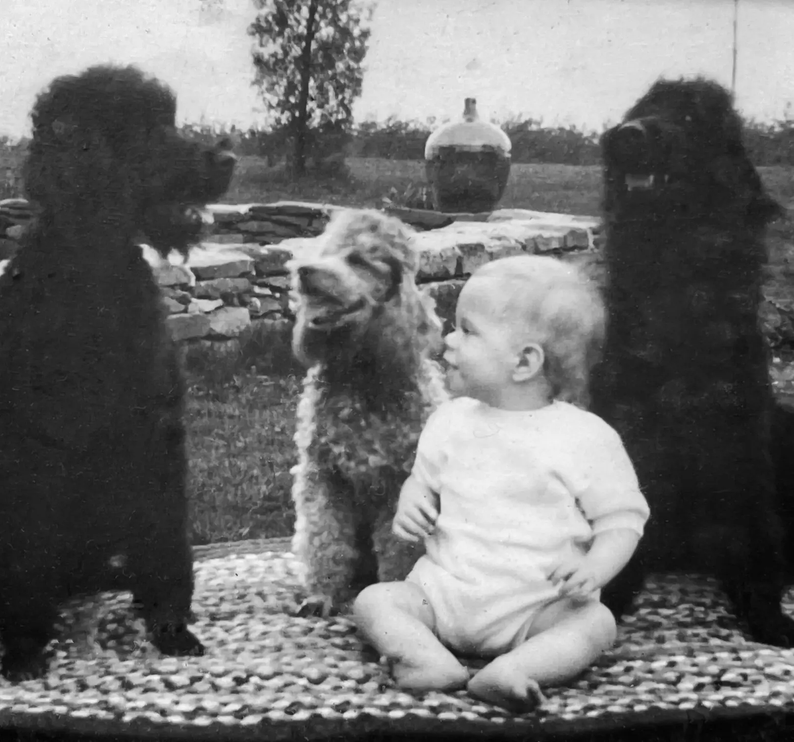 Young boy sitting on the floor surrounded by a pack of poodles